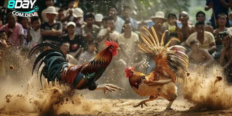 Đá Gà Cúp C1 – Những Chiến Thuật Đỉnh Cao Dành Cho Người Chơi 4 Bí quyết chăm sóc gà hiệu quả từ các chuyên gia