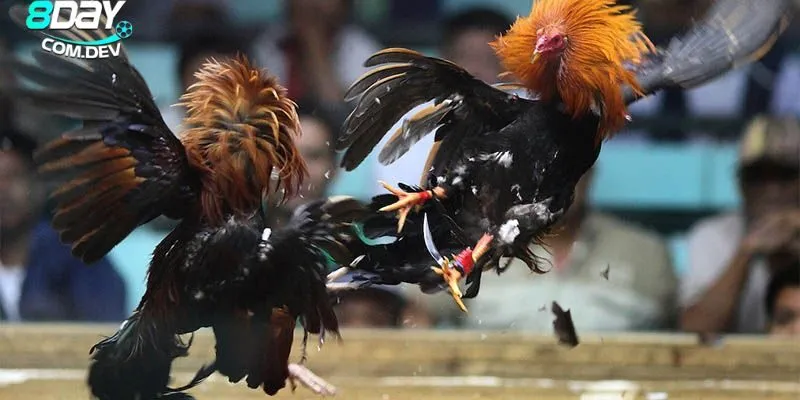 Đá Gà Cúp C1 – Những Chiến Thuật Đỉnh Cao Dành Cho Người Chơi 2 Khái quát về môn thể thao mới và hấp dẫn nhất hiện nay