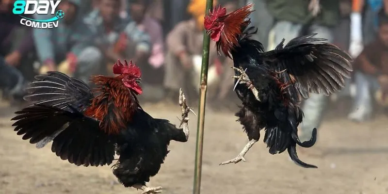 Đá Gà Online – Cách Chơi Và Những Kinh Nghiệm Hữu Ích 2 Khái quát về trò chơi cá cược hấp dẫn nhất hiện nay