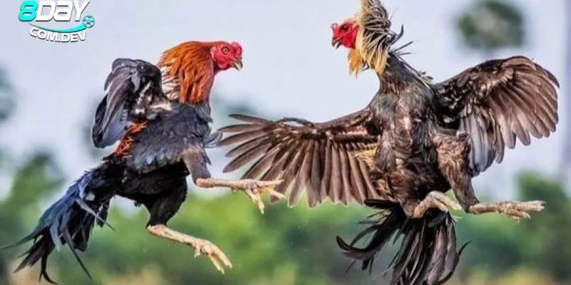 Luật Đá Gà Online Chuẩn – Cách Xem Kèo & Đặt Cược Hiệu Quả 2 Khái quát về trò chơi hấp dẫn, phổ biến hiện nay